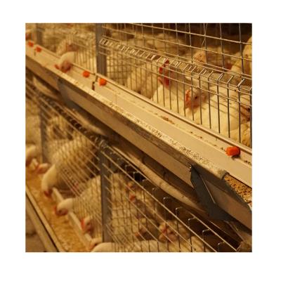 China China Manufacturer Automated Poultry Farm Full Automatic Heating Equipment Poultry for sale