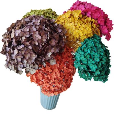 China Beautiful colorful dried hydrangeas for home decorations for Christmas dried flowers for sale