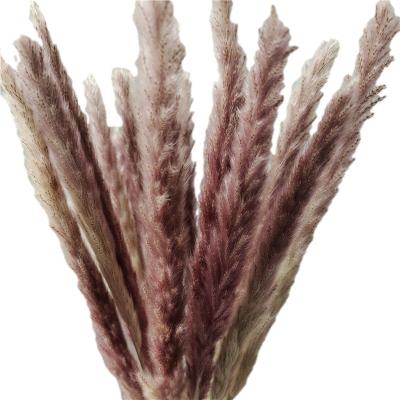 China Natural Dry Pampas Grass Flower Pampas Grass For Wedding Flower Arrangement Decoration And Home Decoration for sale