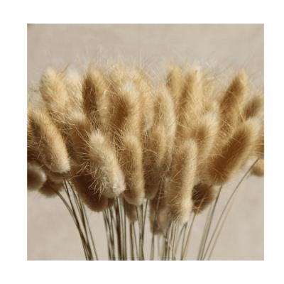 China Single Stem Flower A Bundle Of 50 Branches Dried Bunny Tails Home Decoration Dried Flower Bouquet Dried Lagurus Ovatus Plants Flower for sale