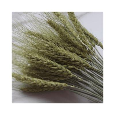 China Pastoral style dried flowers natural dry wheat for household flower arrangement or room decoration for sale