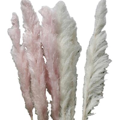 China Wedding Party Wholesale Decoration Dried Flowers Dried Feather Big Pampass Grass Natural Brown Flower for sale