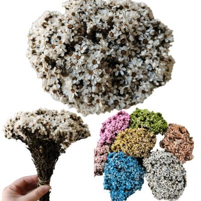 China DIY or natural dry flower decoration small white chrysanthemum flowers real flowers for filler of glass bottles for DIY decoration for sale