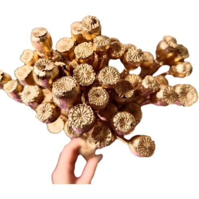 China Natural Touch Dry Flower Gold and Silver Corn Poppy Flower 40 Grams Per Pack for Home Flower Arrangement or DIY Decoration for sale