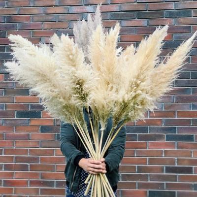 China PG-08 Indoor wholesale natural dry preserved small flower decorativefor wedding decoration pampas grass 60cm tall for sale