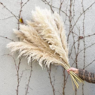 China PG-11 Indoor wholesale natural dry preserved pampas grass flower decorativefor wedding large for sale