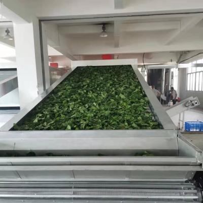 China Medicine Curing Hemp Leaf Mesh Belt Dryer Dried Hemp Leaves Dehydrators Industrial Commercial Continuous Belt Dryer Drying Machine for sale