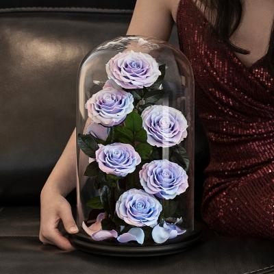 China Real Natural Touch Flower Preserved Gradient Roses 13 Inches Handmade Real Preserved Glass Rose in Glass Dome for Christmas Day for sale