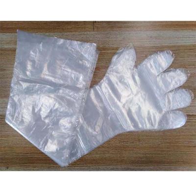 China Epidemic Prevention of Cattle/Cattle Breeding Disposable Long Arm Veterinary Gloves, Transparent, 100pcs/box for sale