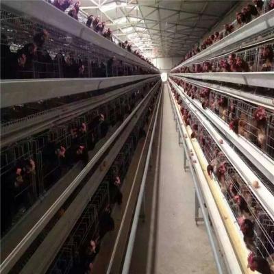 China Uganda Chicken Farm Battery Poultry Chicken Farm Equipment Automatic Layer Cage for sale