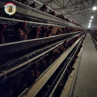 China Chicken Farm 3-5 Tier Layer Chicken Cage Farm Equipment In Uganda for sale