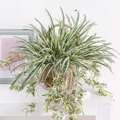 China Southwest Artificial Hanging Plants for sale