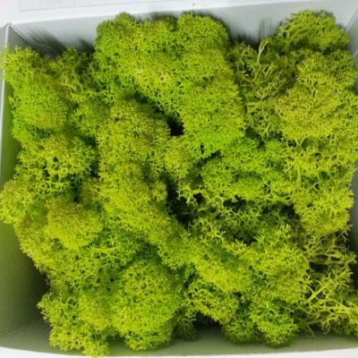 China Moss Synthetic Shabby Chic Artificial Moss for Landscape Home Indoor Outdoor Decors for sale