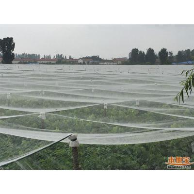 China Garden Shading Net White Color Plastic Fruit Tree Anti Hail Guard For Africa Market for sale