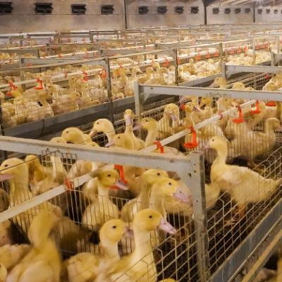 China Poultry Equipment Chicken Cage Duck Cage Farm Poultry Equipment Poultry Feeding Hot Selling Cage for sale