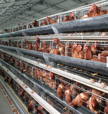 China EquipmentLivestock of equipmentQuick and stable large-scale cage and breeding cageLayer of poultry for sale