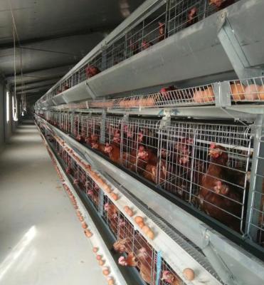 China Automatic Type Poultry Farm Cage Fast And Stable Good Prices Chicken Egg Laying Machine Battery for sale