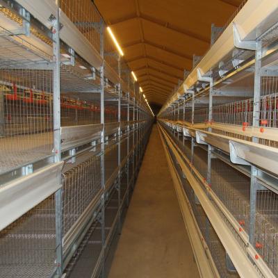 China Fully Automatic H Type Poultry Farming Equipment Galvanized Chicken Feeding Cage for sale