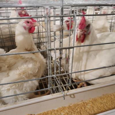 China Livestock and Poultry Breeding Equipment Poultry Equipment Chicken Cage Breeding Chicken Feeding Cage for sale