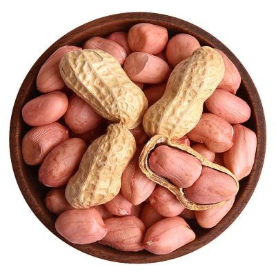 China Tasty Cheap Price Dried Bulk Raw Groundnut Peanut In Shell Red Raw Peanut In Shell for sale