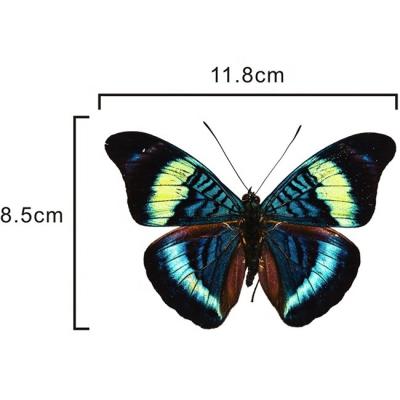 China Waterproof/Eco-Friendly Ready To Ship Removable Butterfly Sticker Mirror Window Static Cling Double Side Static Sticker for sale