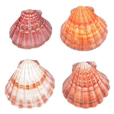 China Europe Wholesale 4-7 Inch Large Scallop Shell Decorate European Dishes Bulk Seashells for sale