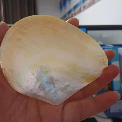 China Yellow Pearly BROOM Seashell 10-13cm Tahiti Raw Shells Polished From Europe Factory Supply for sale