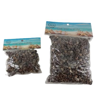 China Europe 100g PVC Bag Packing Gumanian Nerite 0.5-1 cm Beach Shell Tiny Black Conch Seashell Craft Accessory for sale