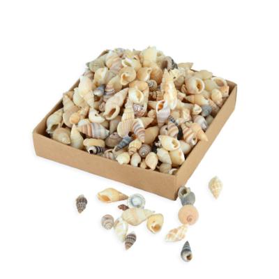 China Europe 120g About 200-300pc Per Box Pack Tiny Mix Conch Shell For Crafts Natural Shell Accessories for sale