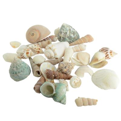 China DIY Good Prices Natural Beach Seashells For Crafts On Sale for sale