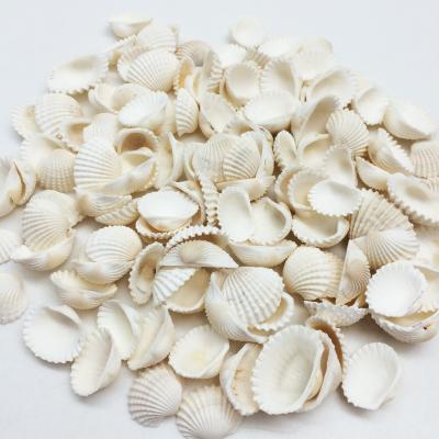 China Other Factory Direct Sales Natural Seashell Souvenir Scallop Shell Conch Seashell for sale