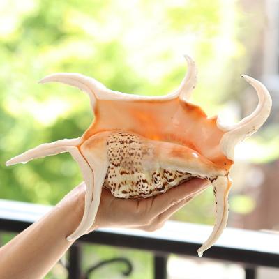 China Natural Shell Conch Creative Gift Mediterranean Tank Conch Home Decor Reservoir Landscape Sea Snail Decoration Ornaments for sale