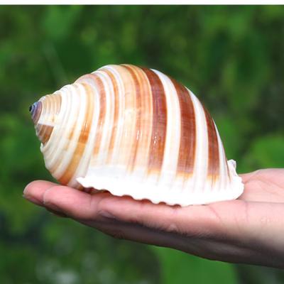 China Natural Shell Sea Conch Snail Fish Tank Aquarium Decorations Roll Shellfish Breeding Shell Micro-landscape Succulent Flower Pot for sale