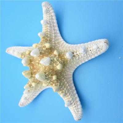 China China 5pcs/lots Open Sea Shell Starfish, Fashion Home White Bread Decorative Crafts for sale