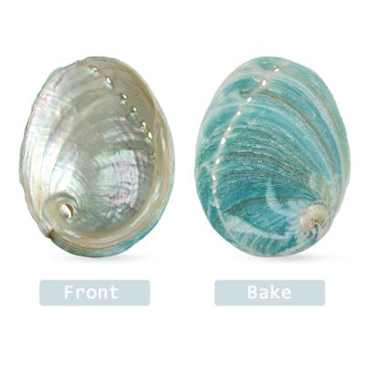 China China abalone shells for sale