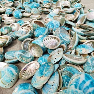 China Natural Green Decor Sage Burning Shell Landscape Wedding Container Home Decoration Seashell Aquarium China Abalone for sale