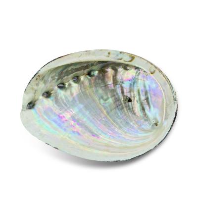 China Europe 8-13cm Natural Abalone Shell Ocean Nautical Home Decor Soap Dish Holder Aquarium Landscaping Specimen Shells For Jewelry Making for sale