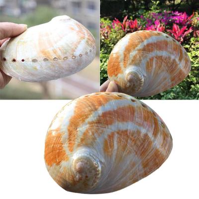 China Europe 13-15cm Abalone Shell Large Natural Abalone Shell Hot Conch Aquarium Ornaments Handmade Decoration Materials for sale