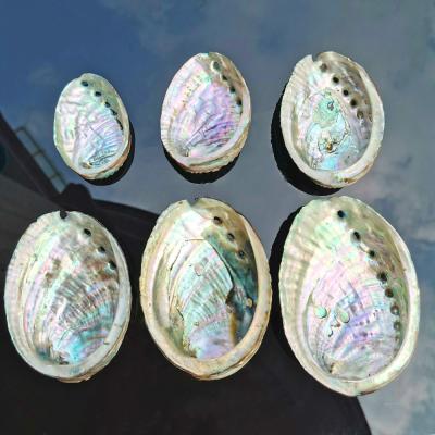 China Chinese Shell Nautical Home Decor Seashell China Abalone Seashell DIY Jewelry Soap Dish Holder Aquarium Landscape for sale