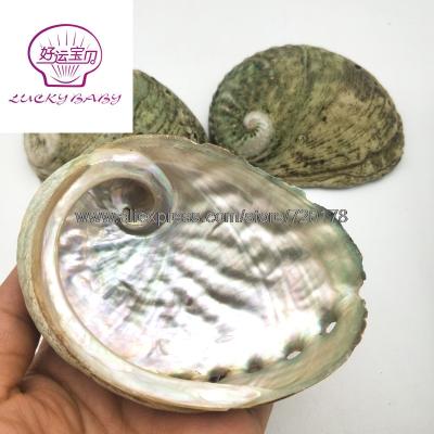 China High Quality Natural Europe 9-10cm Abalone Shells Home Aquarium Landscape Seashells For DIY Nautical Decor Jewelry Holder for sale