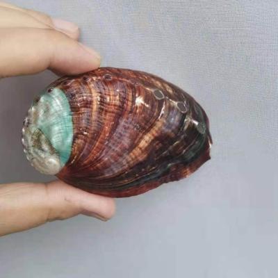 China Painting Props Europe Abalone Shell Conch Shellfish Tank Shellfish Shellfish Photography Natural Handmade Materials Europe Abalone Shell Landscape DIY Room Decoration Seashell Photography Material for sale