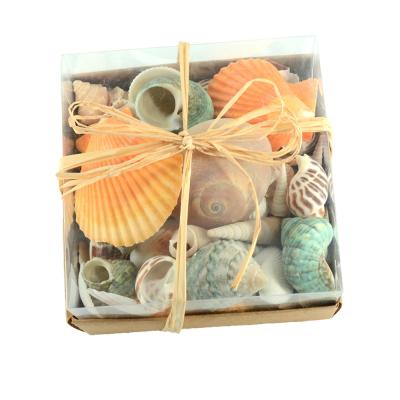 China DIY Natural Crafts Mixed Seashells DIY Polished Seashells 5-6cm for sale