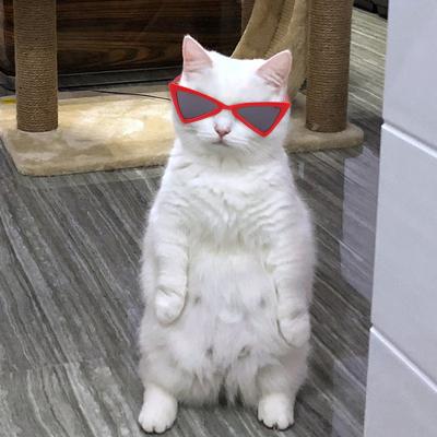 China Color Viable Funny Personality Glass Pet Cats Plastic Transparent Glasses for sale