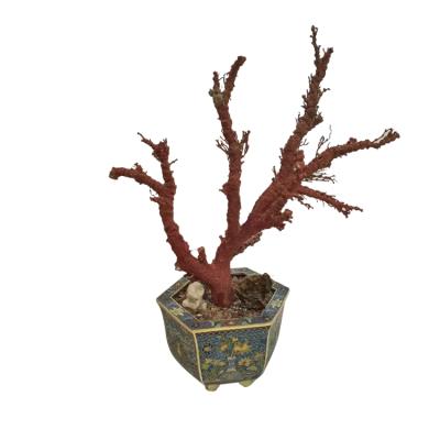 China Africa Jade Bonsai Natural Red Italian Cloisonne Coral Rough for sale