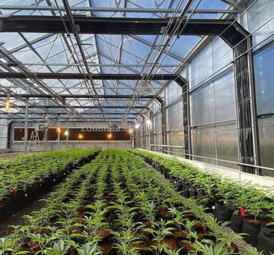 China Stable Structure Easily Assembled Agriculture Hot Dipped Galvanized PC Sheet Greenhouse With Light Deprivation Blackout System For Hemp Plants for sale