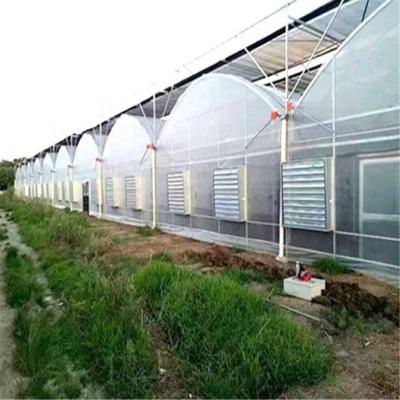 China Easily Assembled And Economical Galvanized Steel Frame Single Span PE Film Greenhouse For Agriculture Low Cost Tunnel Greenhouse For Flower Plant for sale