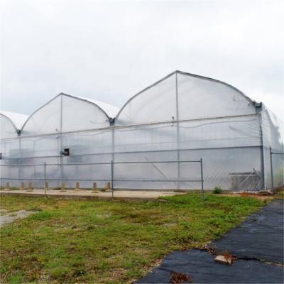 China Green House Professional Structure Tomato Multi-span Vegetable Makers Agricultural Greenhouse for sale