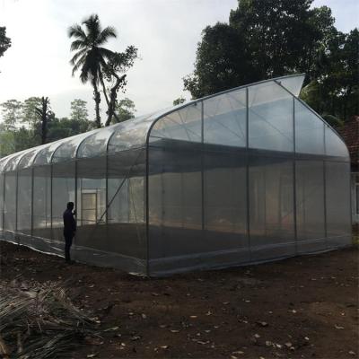 China Commercial Used Tropical Greenhouse HOT Sale Natural Ventilation Greenhouse For Tomato for sale