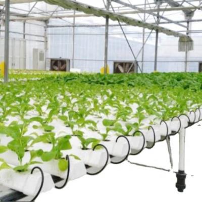 China Commercial PVC Greenhouse Hydroponics DFT Hydroponic Growing System For Sale for sale