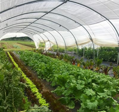 China Vegetables Low Cost 9x30m Green Frame Green House High Strength Single-span Green House Clips Greenhouse for sale